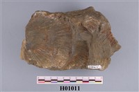 藏品(長沼海扇蛤)的圖片